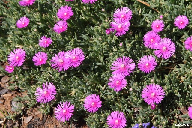 delosperma